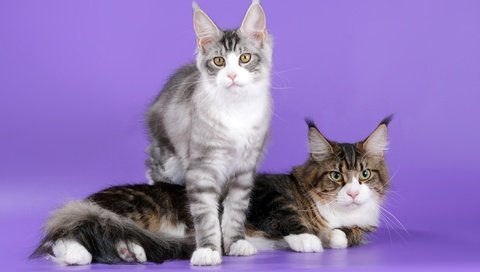 Обои коты, кошки, уши, мейн-кун, cats, ears, maine coon разрешение 2100x1310 Загрузить