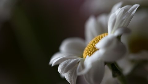 Обои макро, цветок, ромашка, macro, flower, daisy разрешение 6000x4000 Загрузить