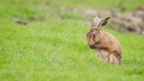 Обои трава, поле, лето, кролик, заяц, grass, field, summer, rabbit, hare разрешение 2048x1366 Загрузить