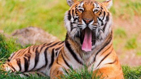Обои тигр, трава, зелень, хищник, язык, бенгальский тигр, tiger, grass, greens, predator, language, bengal tiger разрешение 2560x1600 Загрузить