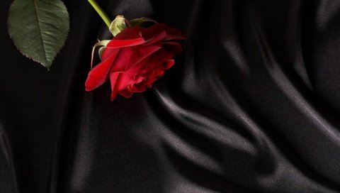 Обои цветок, роза, ткань, красная роза, flower, rose, fabric, red rose разрешение 5565x3700 Загрузить