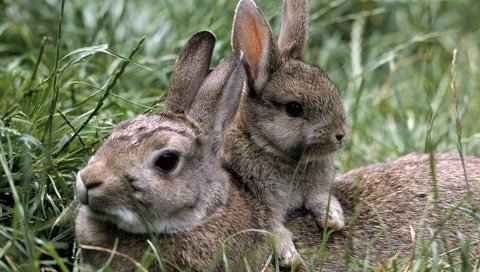 Обои трава, природа, лето, кролики, зайцы, grass, nature, summer, rabbits разрешение 1920x1285 Загрузить