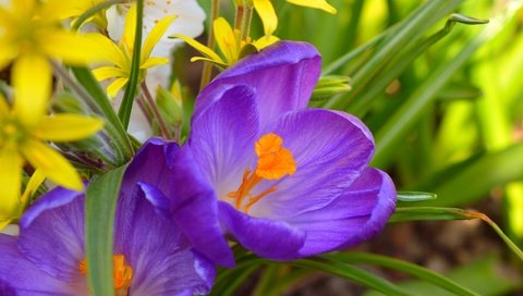 Обои цветы, весна, крокусы, крокус, flowers, spring, crocuses, krokus разрешение 3000x1883 Загрузить