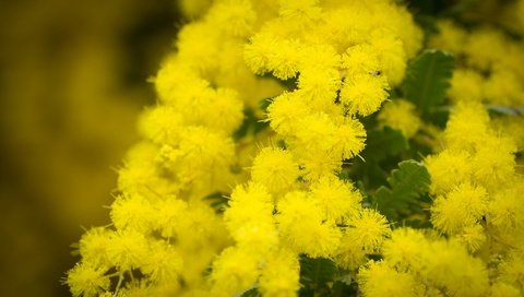 Обои цветы, природа, желтый, растения, макро, фон, ветки, мимоза, flowers, nature, yellow, plants, macro, background, branches, mimosa разрешение 2048x1296 Загрузить