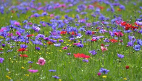 Обои цветы, трава, поле, лето, полевые цветы, анемоны, flowers, grass, field, summer, wildflowers, anemones разрешение 2048x1208 Загрузить