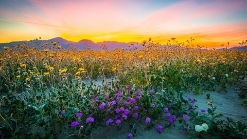 Обои цветы, горы, природа, поле, полевые цветы, flowers, mountains, nature, field, wildflowers разрешение 2560x1708 Загрузить