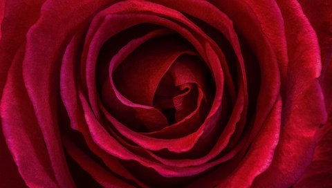 Обои макро, цветок, роза, лепестки, красная роза, macro, flower, rose, petals, red rose разрешение 3007x2609 Загрузить