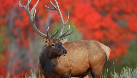 Обои природа, олень, фон, животное, рога, благородный, nature, deer, background, animal, horns, noble разрешение 2048x1365 Загрузить