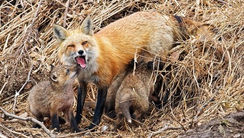 Обои природа, фон, лисица, лисята, лисы, nature, background, fox, cubs разрешение 2048x1365 Загрузить