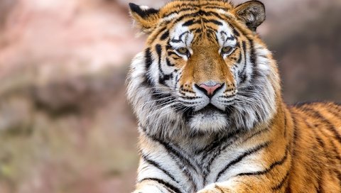 Обои тигр, глаза, морда, взгляд, хищник, большая кошка, tiger, eyes, face, look, predator, big cat разрешение 2560x1707 Загрузить