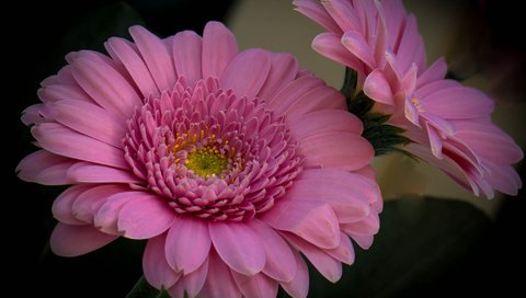 Обои цветы, фон, розовые, герберы, flowers, background, pink, gerbera разрешение 2048x1505 Загрузить