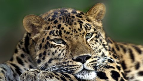 Обои глаза, морда, взгляд, леопард, хищник, зверь, eyes, face, look, leopard, predator, beast разрешение 2979x1600 Загрузить