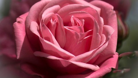 Обои макро, цветок, роза, лепестки, бутон, macro, flower, rose, petals, bud разрешение 1920x1350 Загрузить