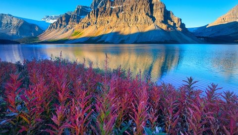 Обои цветы, озеро, горы, канада, альберта, национальный парк банф, flowers, lake, mountains, canada, albert, banff national park разрешение 3000x2000 Загрузить