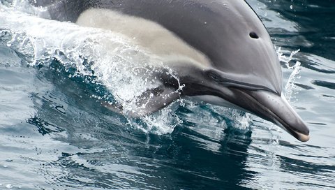 Обои вода, брызги, нос, дельфин, плывет, water, squirt, nose, dolphin, floats разрешение 2048x1463 Загрузить