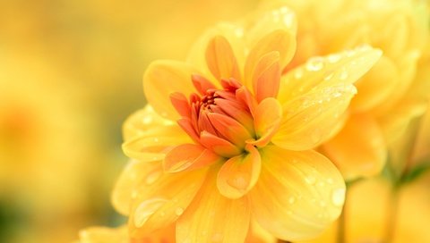 Обои цветы, желтый, макро, капли, георгин, flowers, yellow, macro, drops, dahlia разрешение 2048x1356 Загрузить