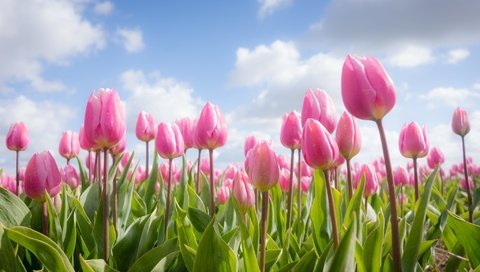 Обои небо, цветы, облака, весна, тюльпаны, розовые, the sky, flowers, clouds, spring, tulips, pink разрешение 2048x1222 Загрузить
