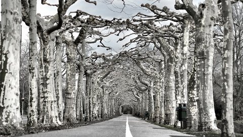 Обои дорога, деревья, природа, чёрно-белое, аллея, road, trees, nature, black and white, alley разрешение 1997x1318 Загрузить