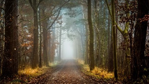 Обои дорога, деревья, природа, лес, осень, road, trees, nature, forest, autumn разрешение 2560x1626 Загрузить