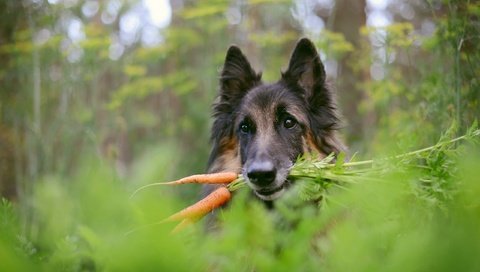 Обои фон, собака, немецкая овчарка, морковка, background, dog, german shepherd, carrot разрешение 2560x1709 Загрузить