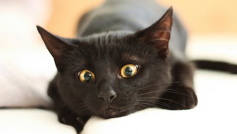 Обои глаза, морда, кот, усы, лапы, кошка, взгляд, черный, eyes, face, cat, mustache, paws, look, black разрешение 1920x1200 Загрузить