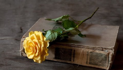 Обои цветок, роза, жёлтая, книга, переплет, flower, rose, yellow, book, cover разрешение 2000x1321 Загрузить