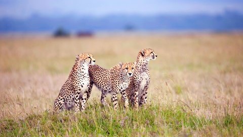 Обои трава, поле, хищники, три, гепарды, grass, field, predators, three, cheetahs разрешение 3840x2400 Загрузить