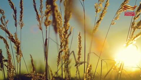 Обои небо, трава, солнце, природа, растения, фон, поле, колоски, the sky, grass, the sun, nature, plants, background, field, spikelets разрешение 1920x1080 Загрузить