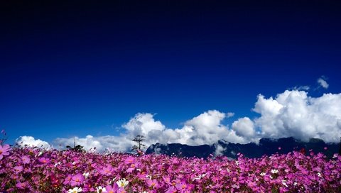 Обои небо, цветы, облака, природа, пейзаж, поле, космея, the sky, flowers, clouds, nature, landscape, field, kosmeya разрешение 2560x1600 Загрузить