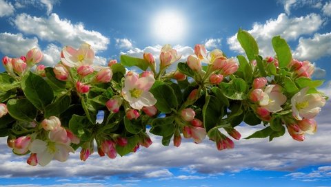 Обои небо, облака, ветка, цветение, весна, яблоня, the sky, clouds, branch, flowering, spring, apple разрешение 3543x2362 Загрузить