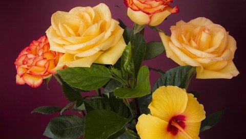 Обои цветы, листья, розы, лепестки, букет, гибискус, flowers, leaves, roses, petals, bouquet, hibiscus разрешение 2048x1365 Загрузить