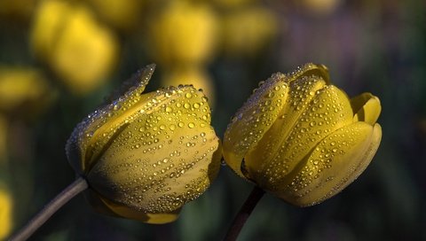 Обои цветы, бутоны, капли, тюльпаны, желтые, flowers, buds, drops, tulips, yellow разрешение 2000x1330 Загрузить