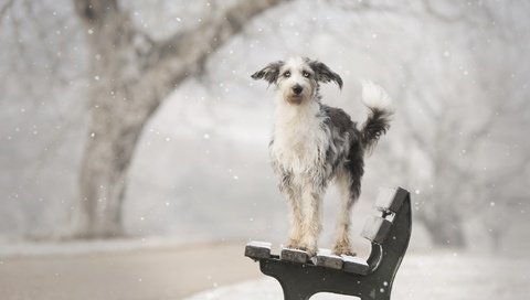 Обои снег, зима, собака, друг, скамья, calis pictures, snow, winter, dog, each, bench разрешение 2560x1707 Загрузить