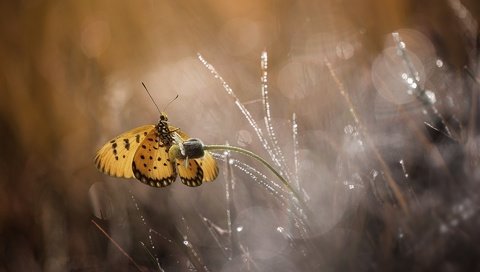 Обои цветы, макро, бабочка, flowers, macro, butterfly разрешение 1920x1200 Загрузить