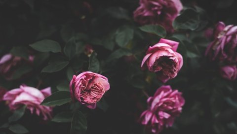 Обои цветы, бутоны, розовый, куст, пионы, flowers, buds, pink, bush, peonies разрешение 4928x3280 Загрузить