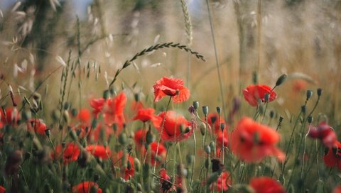 Обои цветы, поле, лепестки, красные, маки, flowers, field, petals, red, maki разрешение 2048x1365 Загрузить