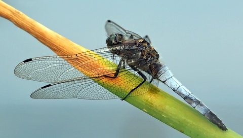 Обои насекомое, стрекоза, растение, insect, dragonfly, plant разрешение 2362x1539 Загрузить