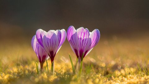 Обои цветы, весна, крокусы, flowers, spring, crocuses разрешение 3840x2400 Загрузить