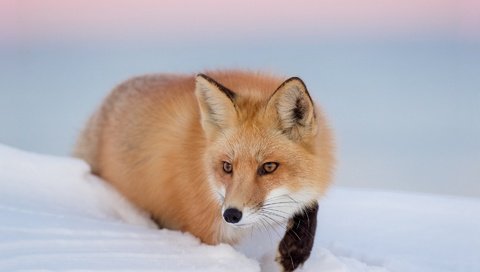 Обои глаза, снег, зима, взгляд, лиса, лисица, eyes, snow, winter, look, fox разрешение 1920x1200 Загрузить