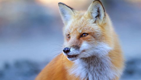 Обои глаза, мордочка, взгляд, лиса, лисица, eyes, muzzle, look, fox разрешение 1920x1200 Загрузить