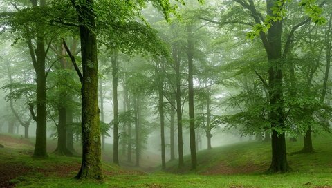 Обои деревья, природа, лес, туман, trees, nature, forest, fog разрешение 2048x1365 Загрузить