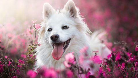 Обои морда, цветы, собака, радость, язык, боке, face, flowers, dog, joy, language, bokeh разрешение 6000x4000 Загрузить