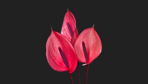 Обои цветы, черный фон, антуриум, flowers, black background, anthurium разрешение 2560x1440 Загрузить