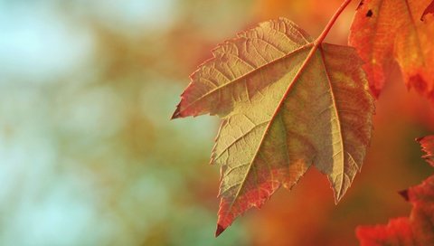 Обои природа, осень, размытость, кленовый лист, осенние листья, nature, autumn, blur, maple leaf, autumn leaves разрешение 4096x3070 Загрузить