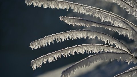 Обои снег, природа, зима, ветви, мороз, иней, куст, кристаллы, крупным планом, closeup, snow, nature, winter, branch, frost, bush, crystals разрешение 1920x1280 Загрузить