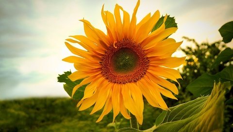 Обои небо, природа, цветок, поле, подсолнух, растение, the sky, nature, flower, field, sunflower, plant разрешение 1920x1375 Загрузить