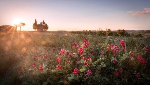 Обои небо, цветы, утро, поле, горизонт, солнечные лучи, the sky, flowers, morning, field, horizon, the sun's rays разрешение 2048x1326 Загрузить