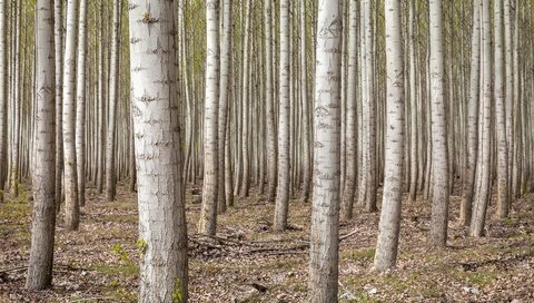 Обои деревья, лес, березы, сша, роща, орегон, trees, forest, birch, usa, grove, oregon разрешение 1920x1080 Загрузить