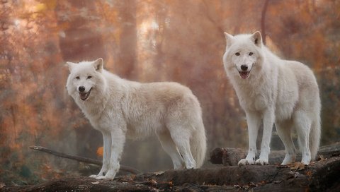 Обои хищники, волки, белый волк, predators, wolves, white wolf разрешение 1920x1080 Загрузить