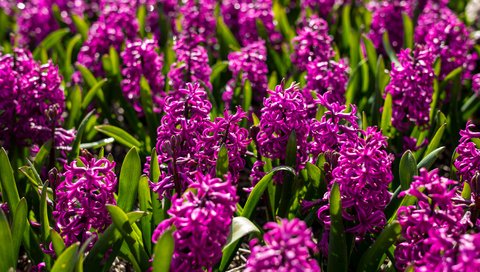 Обои цветы, соцветия, клумба, гиацинты, flowers, inflorescence, flowerbed, hyacinths разрешение 4500x3006 Загрузить